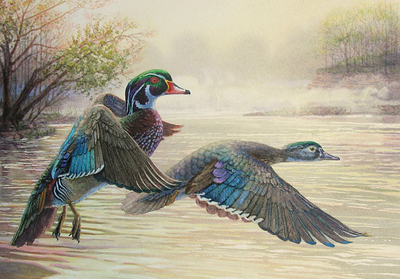 Duck Stamp