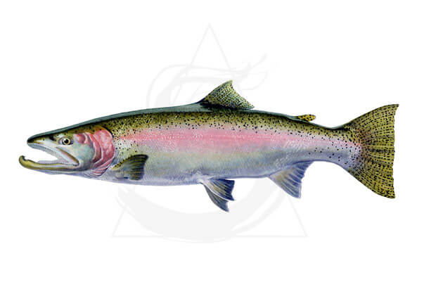 Steelhead