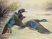 Duck Stamp