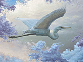 White Egret
