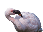 Cleveland Metroparks Zoo Group Sales postcard. 